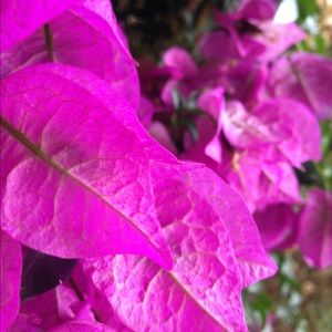 Meet your Posher, Maya